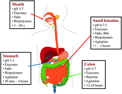 Review of in vitro digestion models for rapid screening of ...