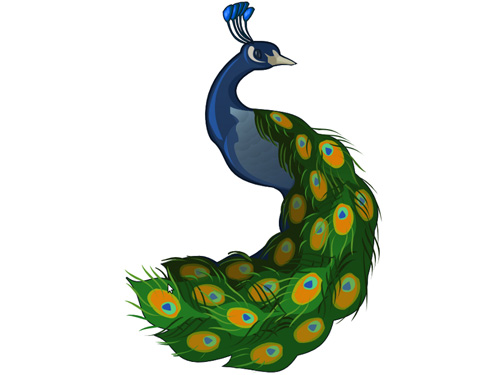 Illustrate A Peacock | Drop Tutorial