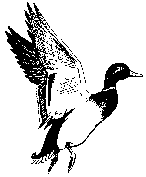 Duck Hunting Clipart ClipArt Best