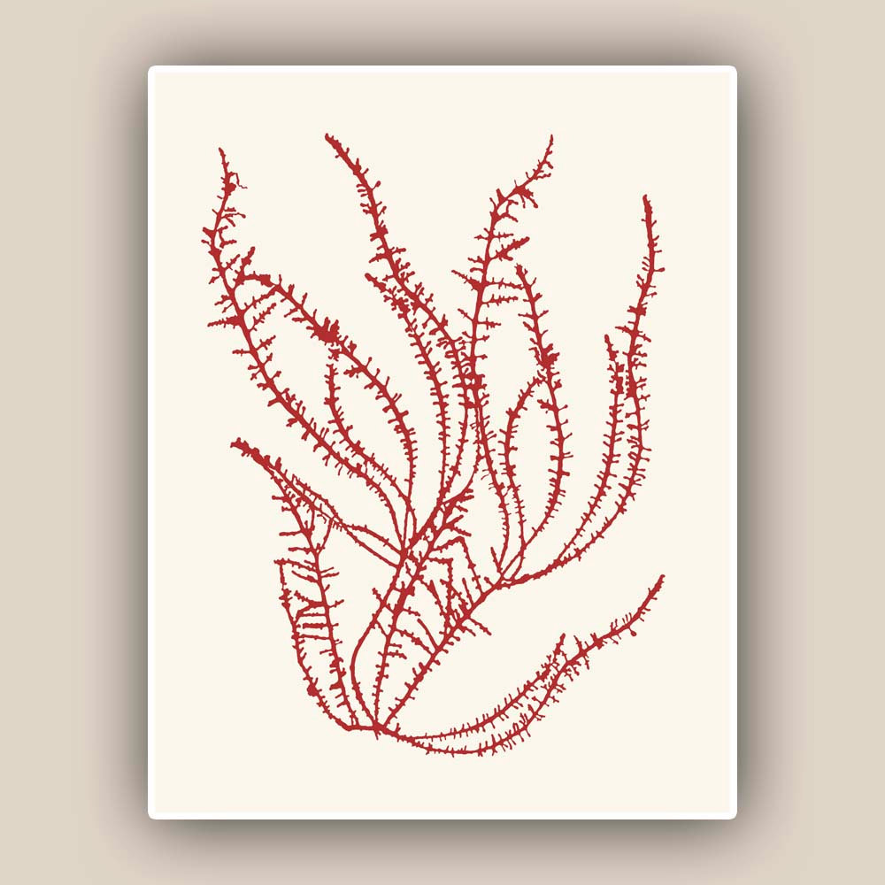 Seaweed Print in garnet red, Chondria Ocean Flowers, Pressed seaweed collage, Original Print Botanical Art, Algae Pressing, Seaweed art.