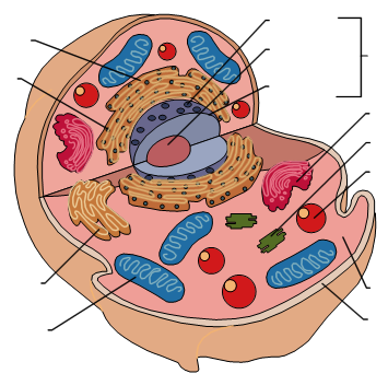 Unlabeled Animal Cell