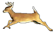 Deer, Moose, Antelope Animated Graphics - Animate It!