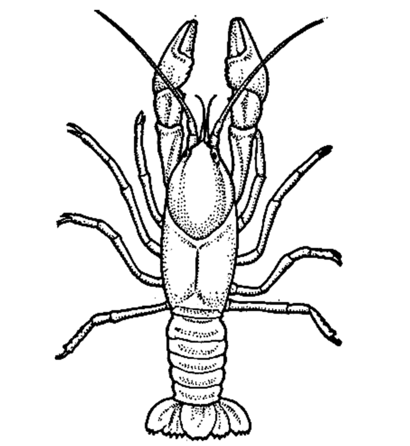 crayfish drawing Colouring Pages