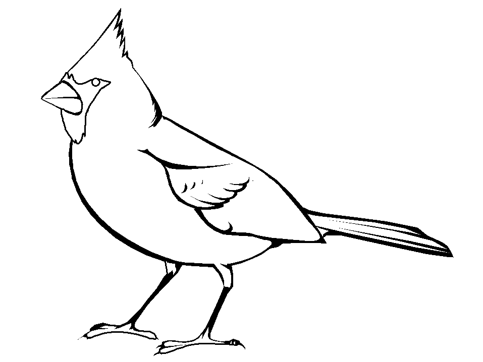 Cardinal Bird Drawing Outline How To Draw Cardinal Bird Coloring Page