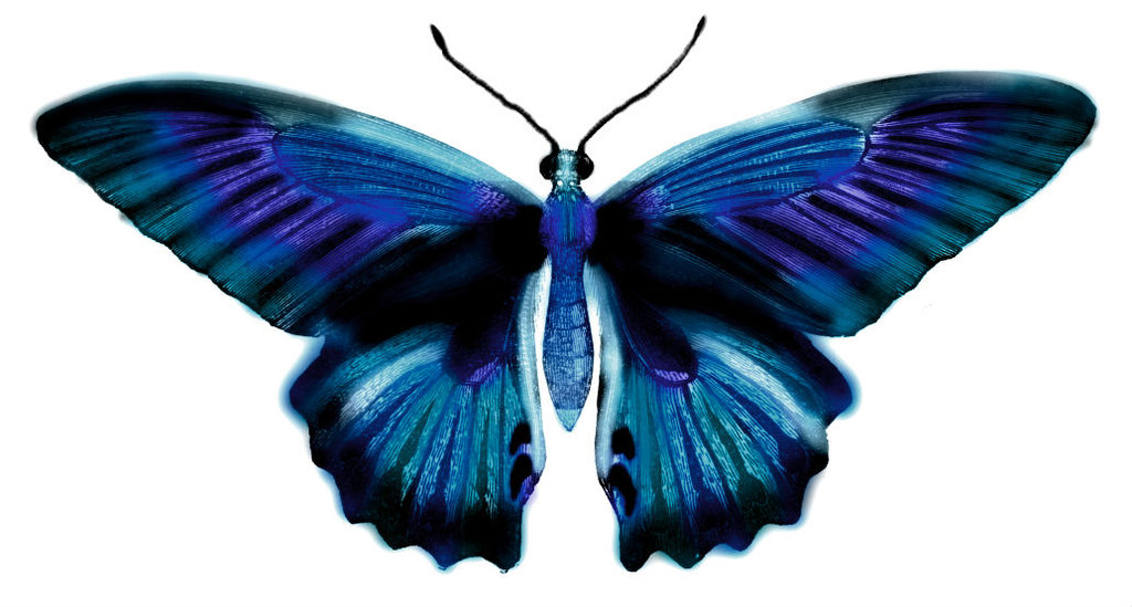 Blue Tinted+Shaded Butterfly