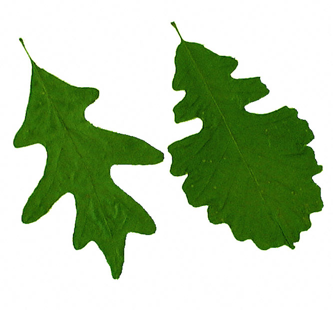 clipart leaf shapes - photo #38