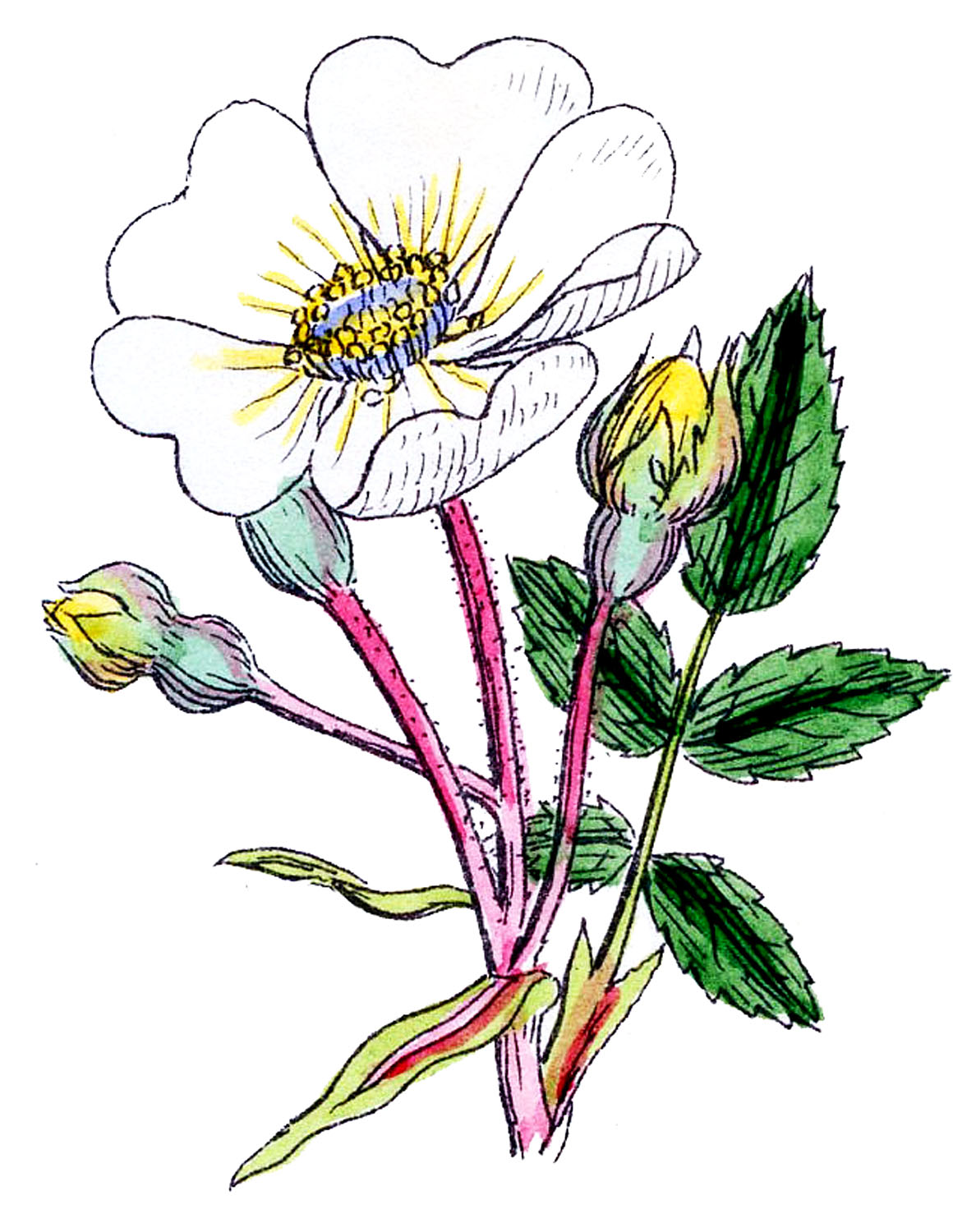 Vintage Botanical Graphics - Wild Roses - The Graphics Fairy
