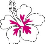 Drawings Hibiscus Flowers - Quoteko.