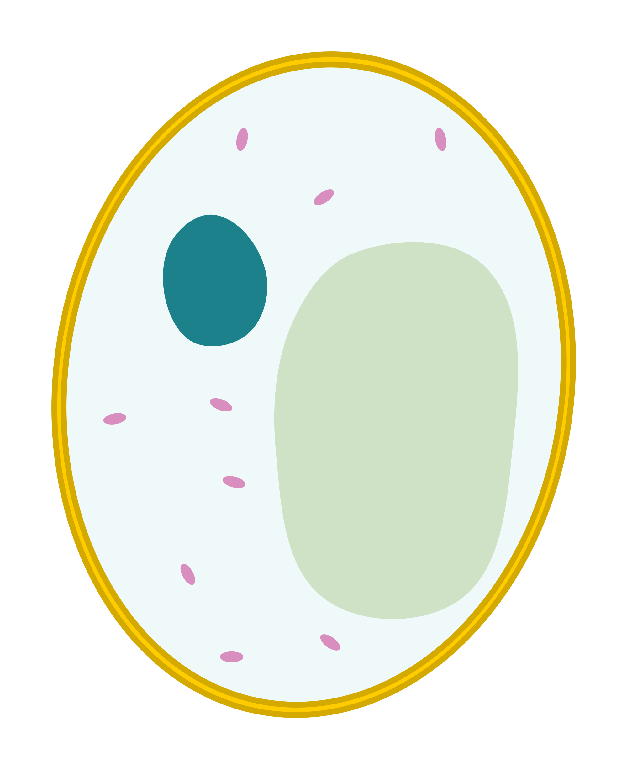 File:Simple diagram of yeast cell (blank).svg - ClipArt ...