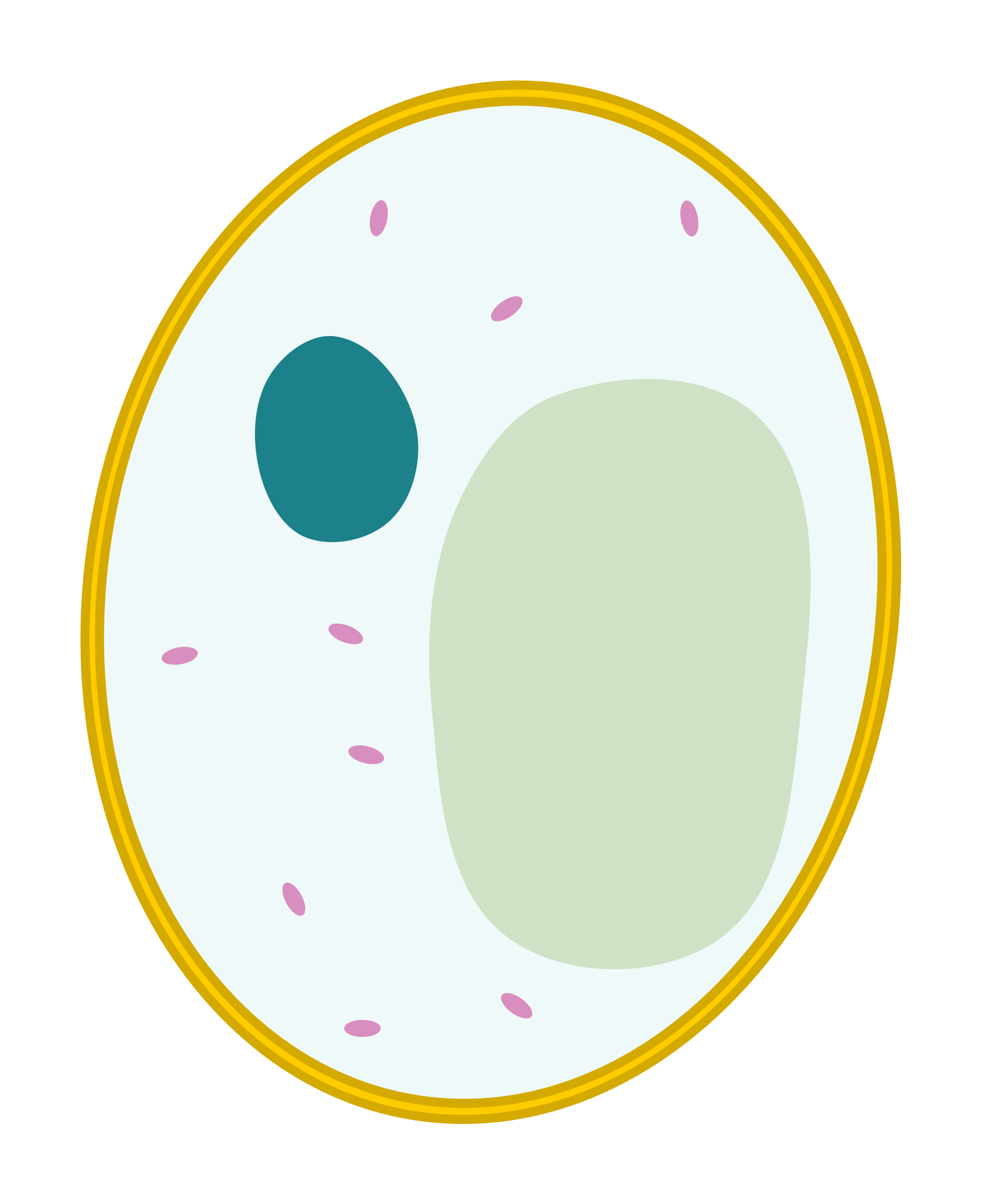 File:Simple diagram of yeast cell (blank).svg - ClipArt Best - ClipArt Best