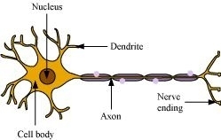 Draw the structure of a neuron and explain its function ...