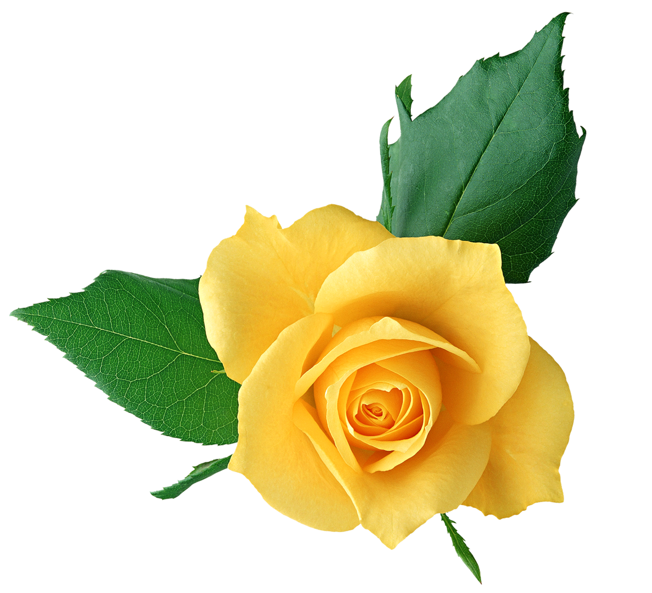 yellow rose clip art – Clipart Free Download