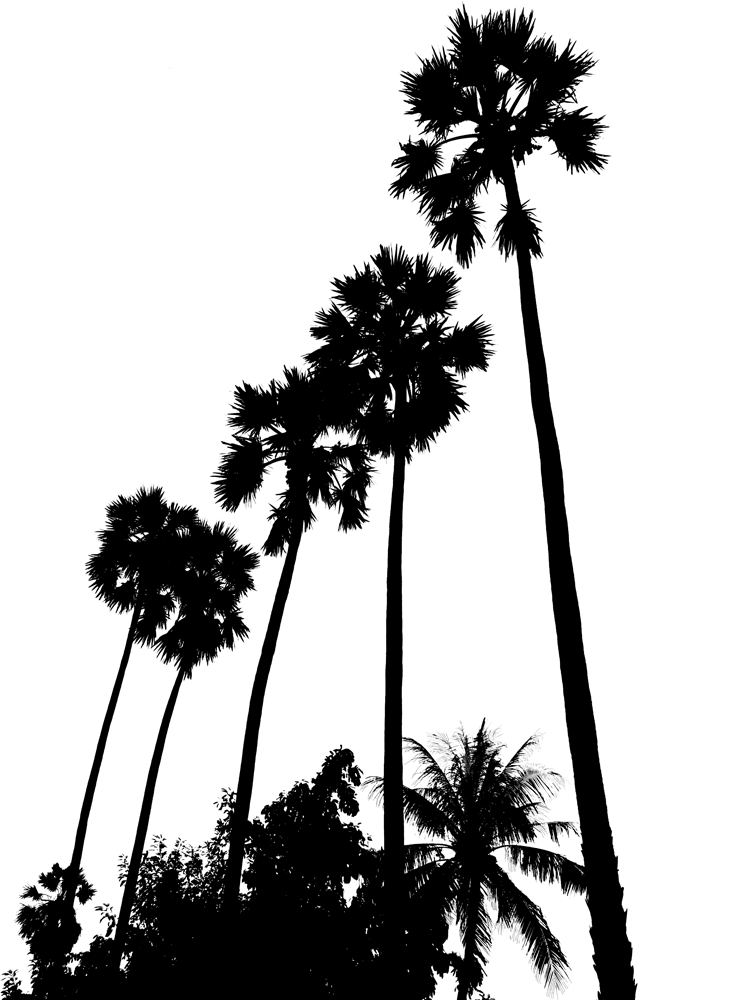 Palm Tree Photo | Free Download Clip Art | Free Clip Art | on ...