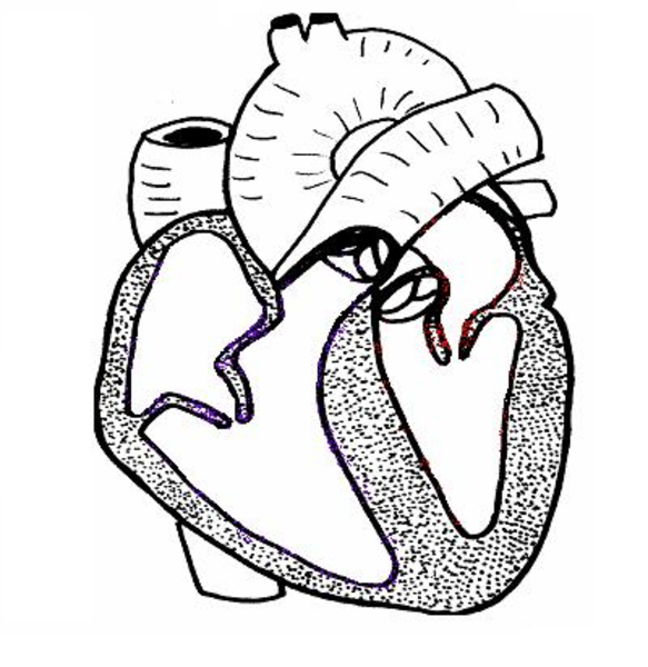Black And White Heart Diagram Unlabeled - ClipArt Best