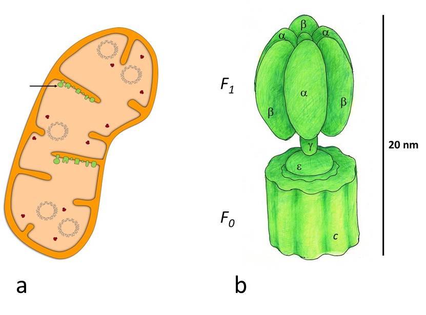Diagram Of Ribosomes - ClipArt Best