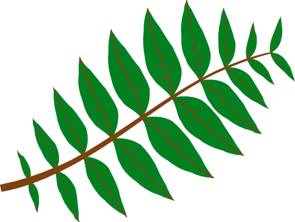 Rainforest leaf clipart
