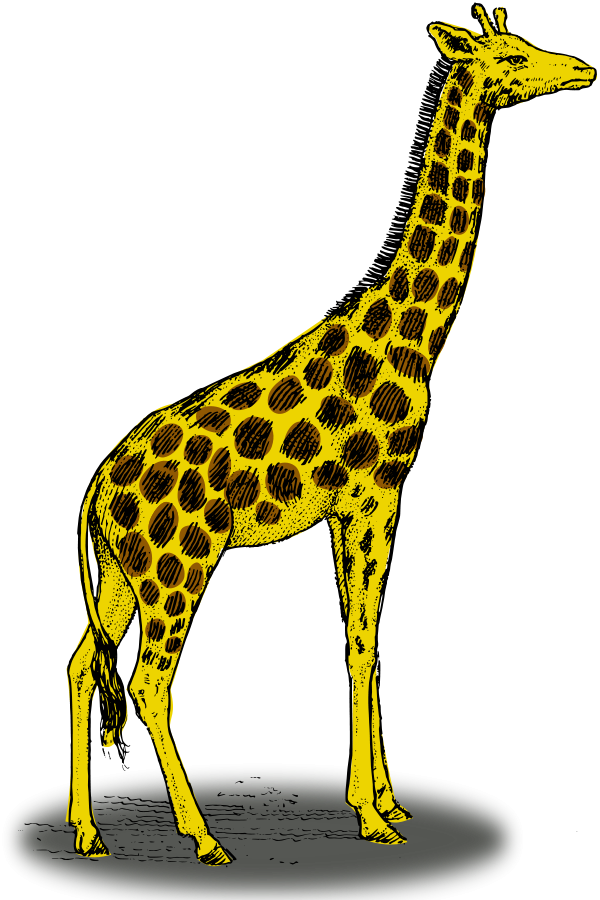 Colored giraffe large 900pixel clipart, Colored giraffe design ...