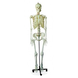 Human Skeleton in Delhi, India - IndiaMART