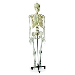 530 views Human Skeleton in Delhi, India - IndiaMART
