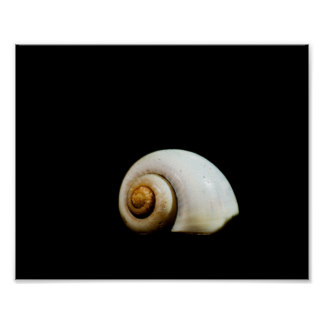 Snail Shell Gifts on Zazzle