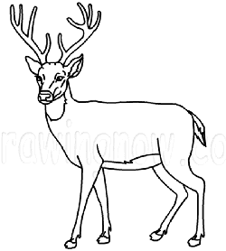 How to Draw Deer : Drawing Tutorials & Drawing & How to Draw Deer ...