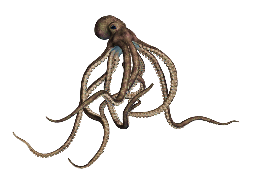 Octopus PNG Transparent Images | PNG All