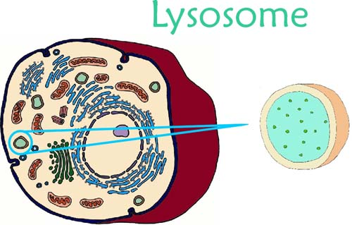 Animal Cell Model Diagram Project Parts Structure Labeled Coloring ... - ClipArt Best - ClipArt Best Animal Cell Model Diagram Project Parts Structure Labeled Coloring ... - ClipArt Best - ClipArt Best