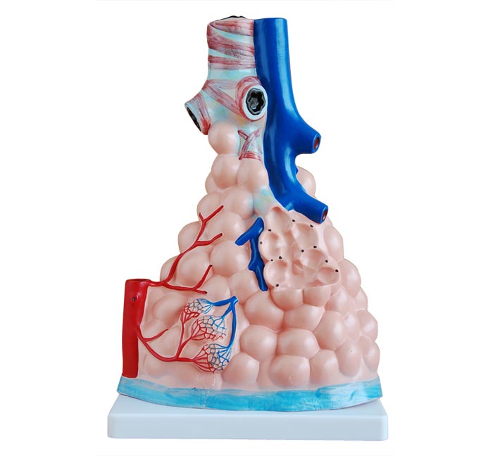 Pulmonary Alveoli Model-Magnified Pulmonary Alveoli Model-Lung ...