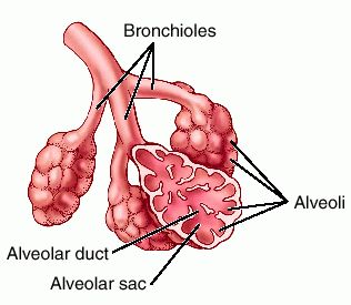 Pulmonary Alveoli - Wikicell