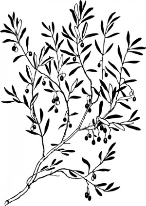 Clip art olive tree clipart image #20994