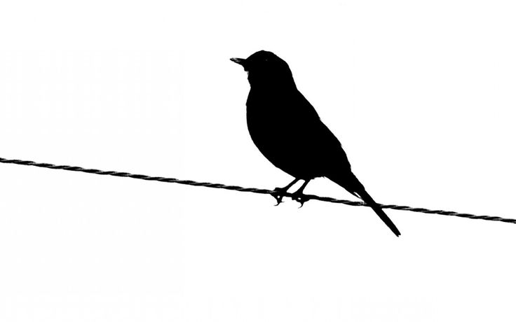 Black bird silhouette clip art free vector image #33488