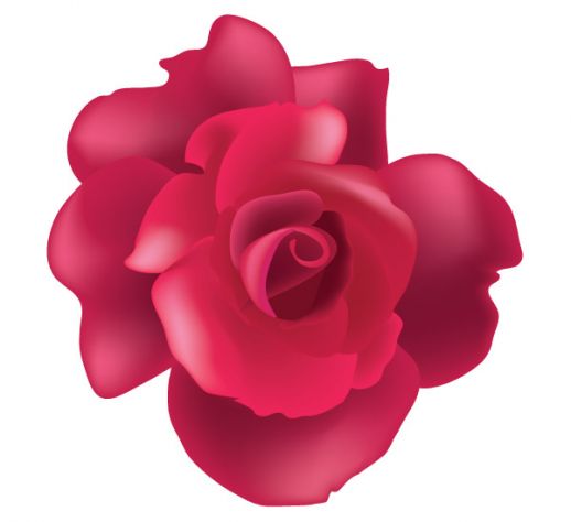 Rose Flower Free Vector - EPS PNG - Free Graphics download