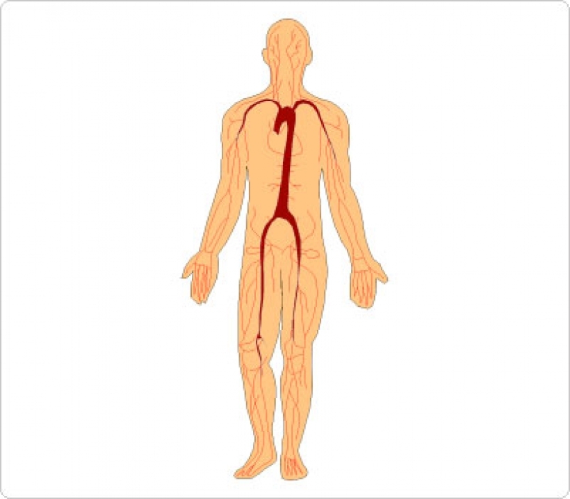 human body clipart - photo #50