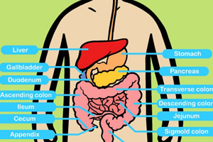 Learn about the Digestive System - Science for Kids