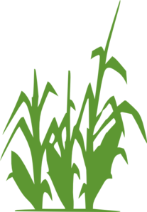 Green Corn clip art - vector clip art online, royalty free ...