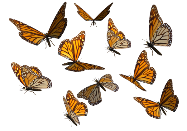 png clipart- butterfly pack - photo #2