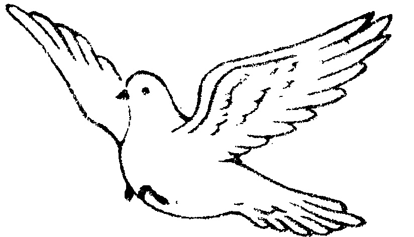 Dove Birds Drawings - ClipArt Best