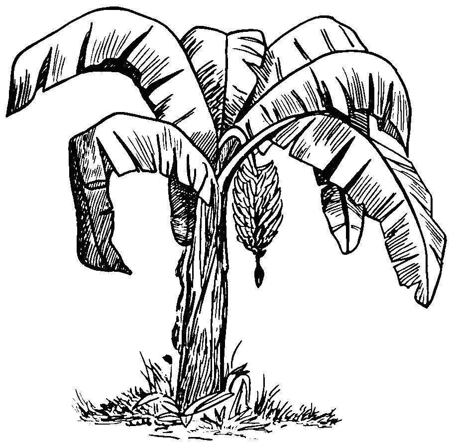 Banana Tree Drawing - ClipArt Best