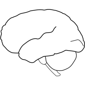Brain-outline-md.png - Polyvore