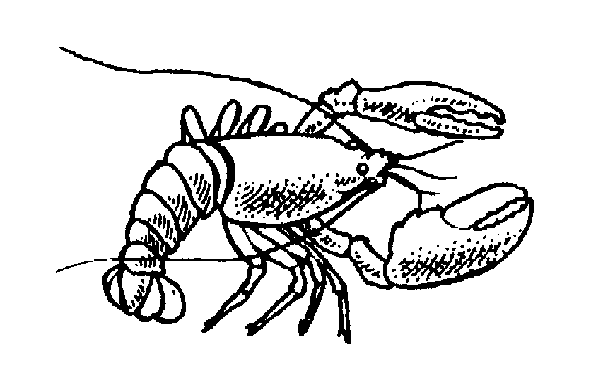 Lobster Clip Art Free