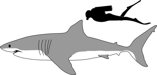 Great white shark clip art
