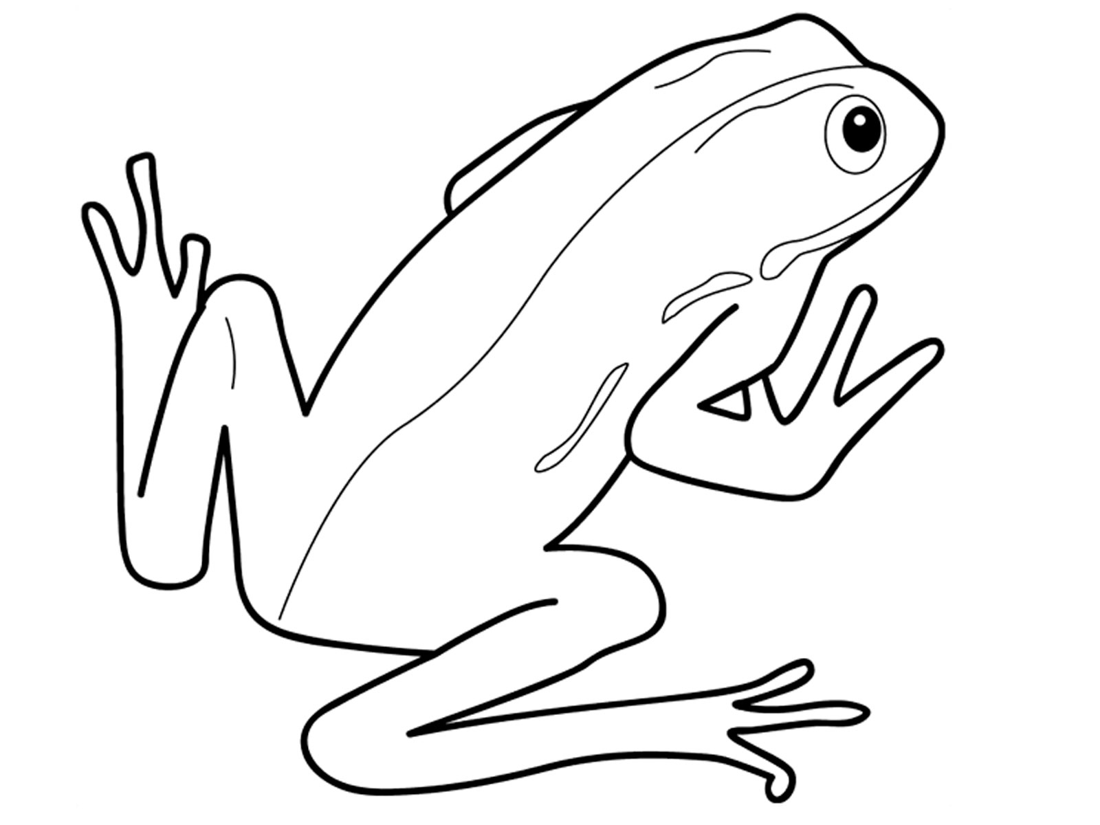 amphibious reptile Colouring Pages (page 2)