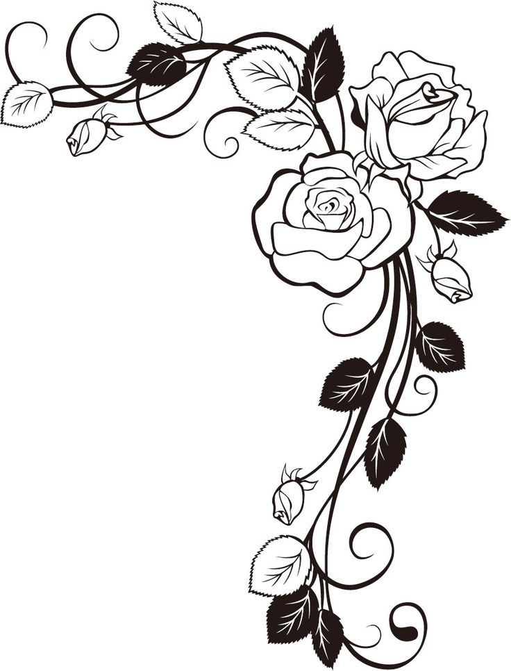 Rose Vine Drawings