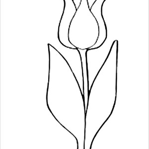 Single Fringed Tulips Drawing Coloring Page: Single Fringed Tulips ...