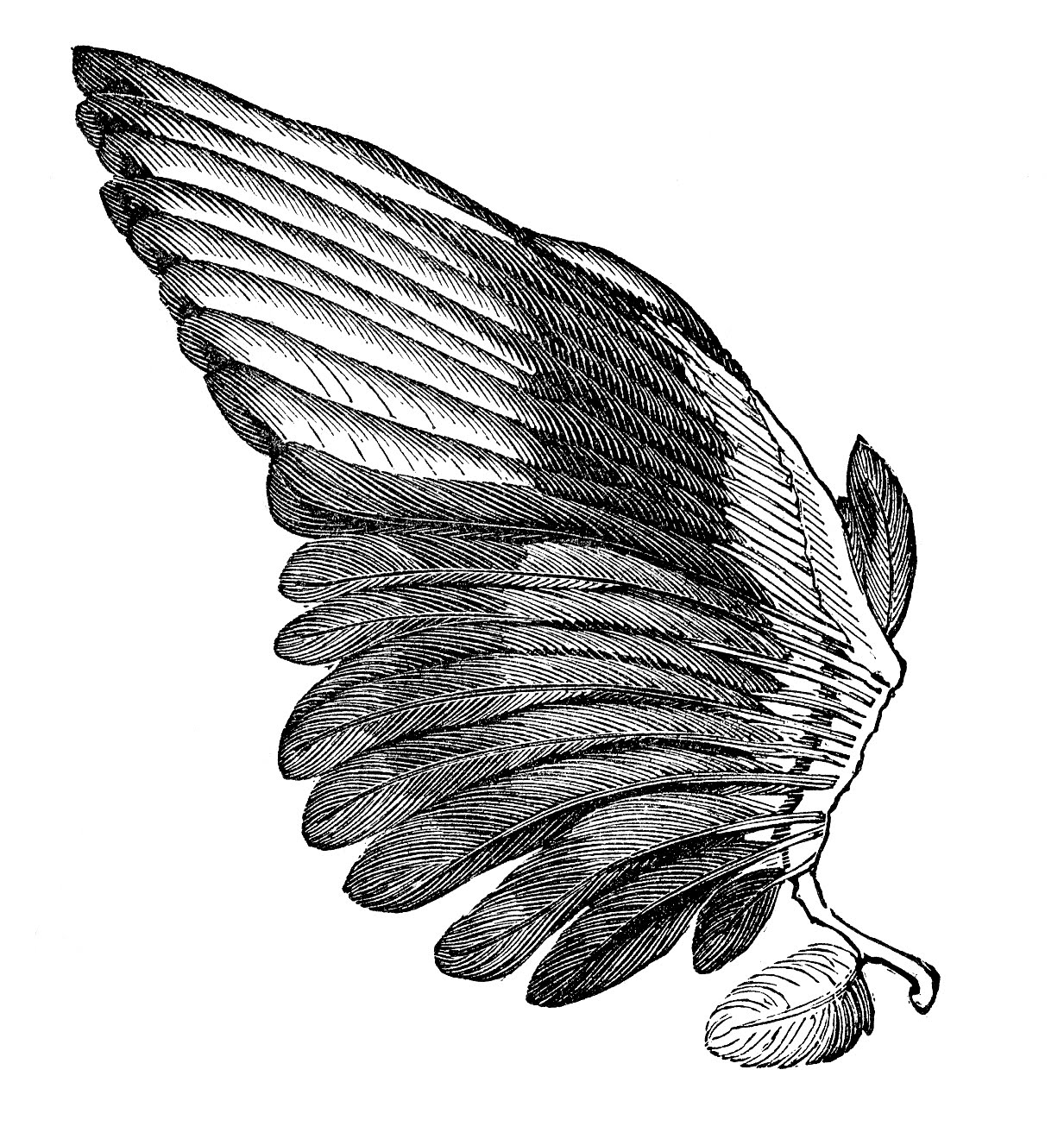 Vintage Clip Art Image – Feather Wings – For Angels