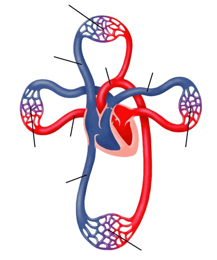 Muscular system diagram to label