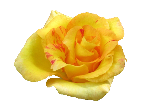 Yellow Rose PNG by Vixen1978