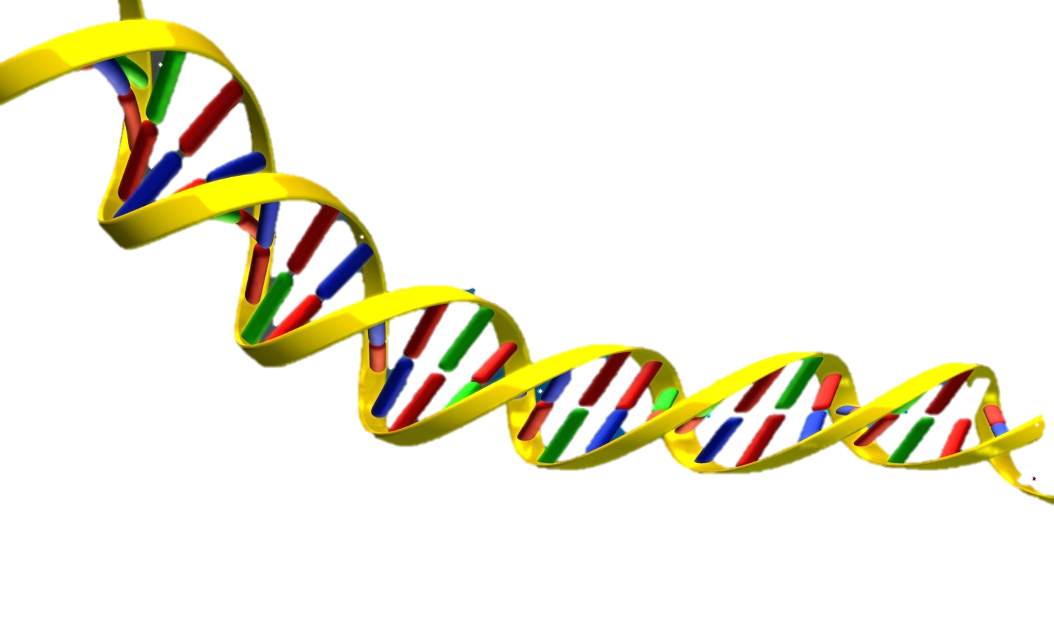 DNA Helix | Bernies Team