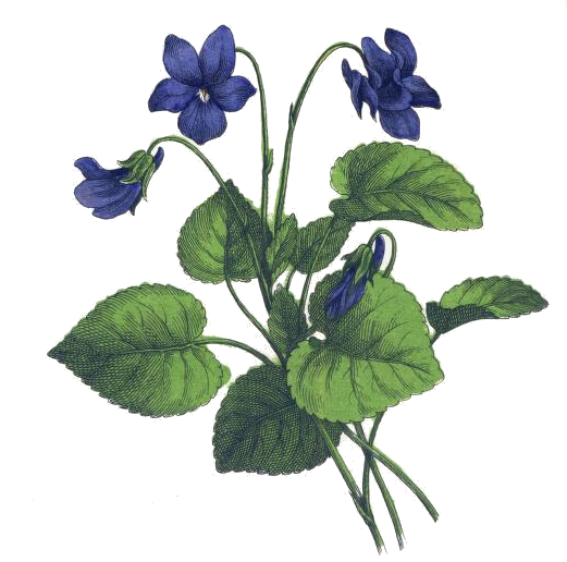 Violet Flower Drawing - ClipArt Best