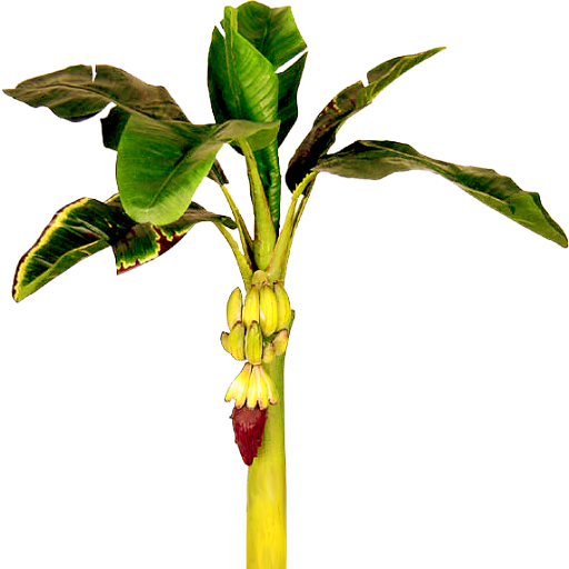 Banana Tree Clipart Png